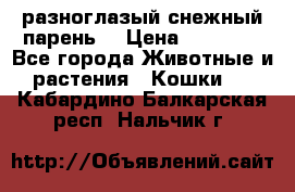 разноглазый снежный парень. › Цена ­ 10 000 - Все города Животные и растения » Кошки   . Кабардино-Балкарская респ.,Нальчик г.